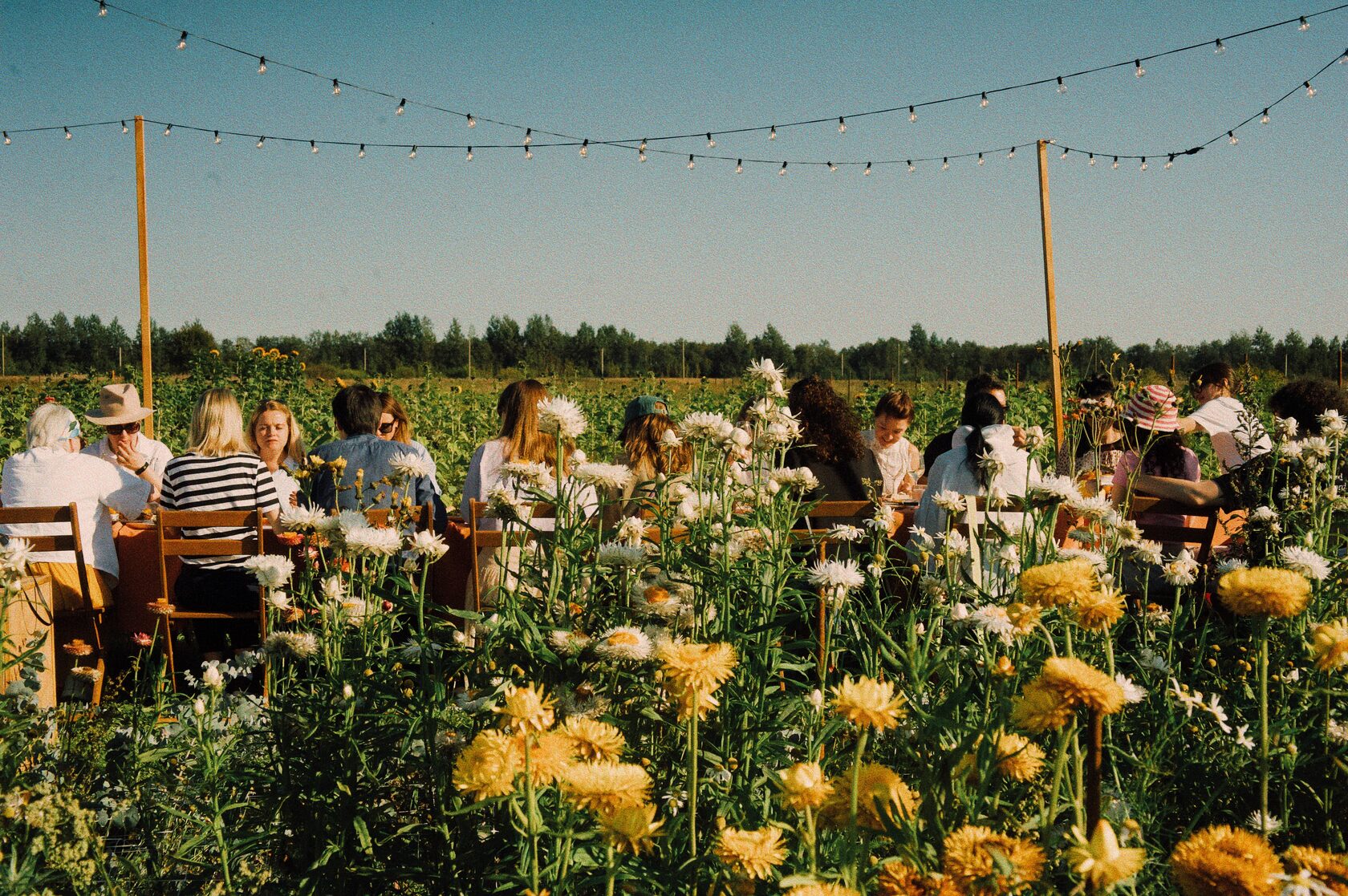 Закатные бранчи